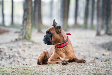 Boxer dog lies in the forest front view