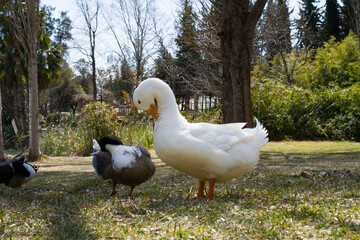 Wild ducks clean their feathers.