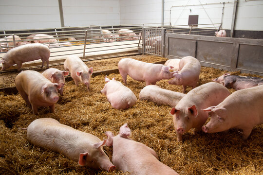 Artgerechte Schweinehaltung mit Haltung in stabilen Stallgruppen, Tageslichteinfall, Stroh, Einzelfressständen und separatem Kotbereich
