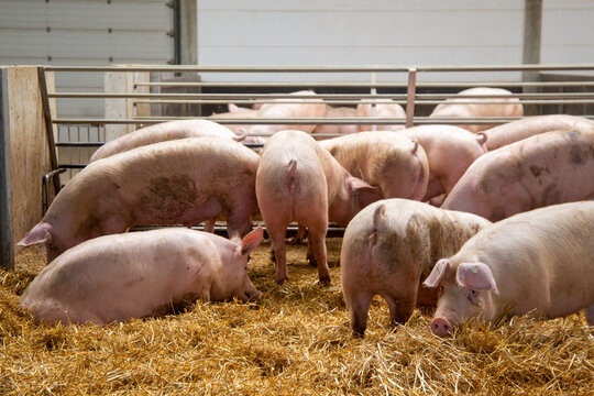 Artgerechte Schweinehaltung mit Haltung in stabilen Stallgruppen, Tageslichteinfall, Stroh, Einzelfressst&auml;nden und separatem Kotbereich
