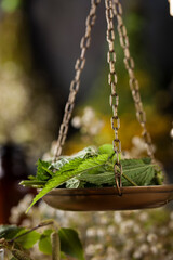 Fresh medicinal, healing herbs on wooden