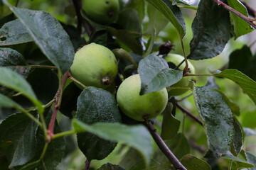 green wild apples in tree branches