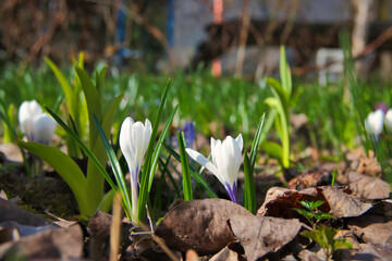 Purple crocus flowers awakening in spring meadow