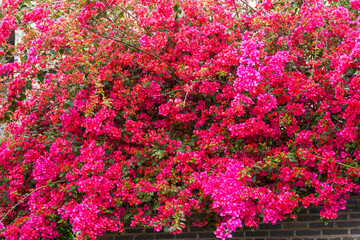 Close-up of beautiful blooming bougainvillea in the garden