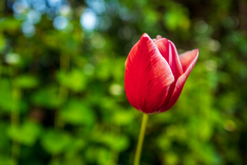 red tulip flower