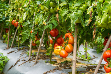Close-up of fresh tomatoes grown in a rural field