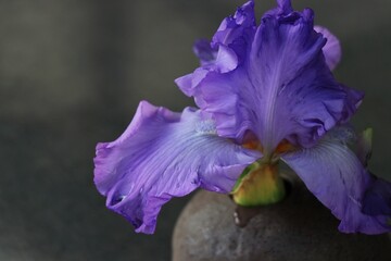 石の花瓶に生けられた紫色のアヤメ
