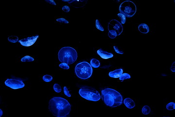 Bank of luminescent jellyfish floating at night in the ocean. Night photography. © Iris