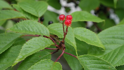 Korean spring and cherry