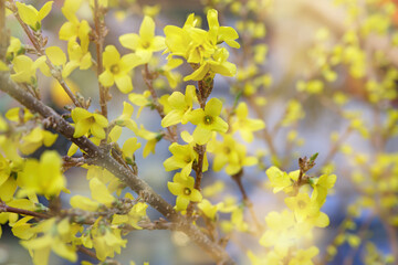 Natural background of yellow spring flowers. Bush of yellow blooming forsythia with flowers.