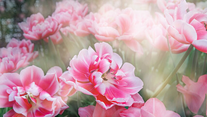 Delicate pink tulips in the garden on a natural green background. Ideal for greeting festive postcard.