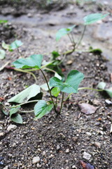 ツルを伸ばすサツマイモの苗