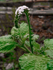 fern in the forest, white flowers