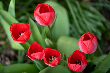 Fototapeta premium rote Tulpen