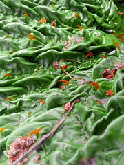 hot peppers, makhna leaves