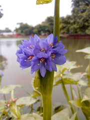 blue and yellow flower