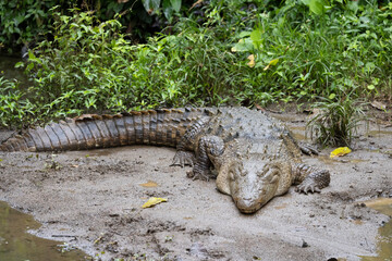 Cocodrilo en entorno natural en libertad