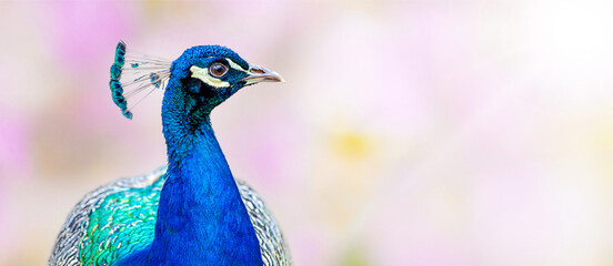 beautiful portrait of a male peacock. peacock - peafowl on sunny blurred pink bokeh soft...