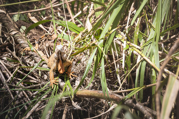 Iguana en libertad en su entorno natural