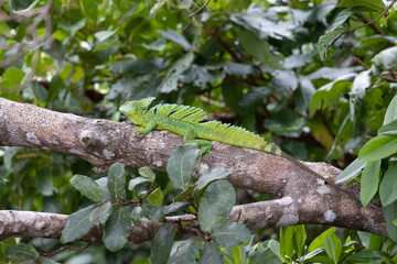Iguana en libertad en su entorno natural