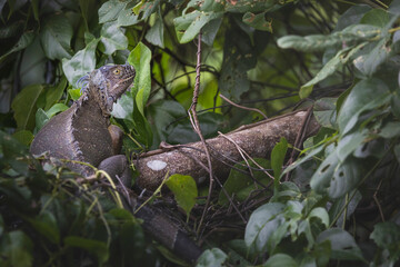 Fototapeta premium Iguana en libertad en su entorno natural