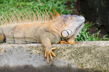 Obraz premium Iguana en libertad en su entorno natural