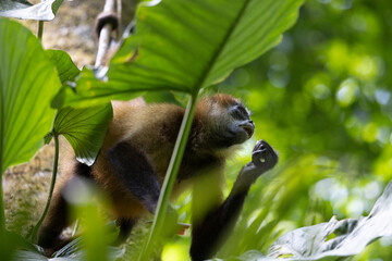 Mono en libertad en su entorno natural selvático.