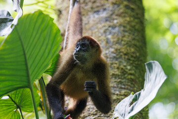 Mono en libertad en su entorno natural selvático.