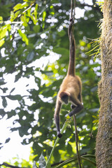 Obraz premium Mono en libertad en su entorno natural selvático.