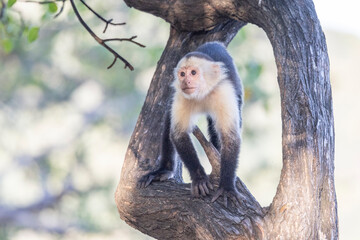 Mono en libertad en su entorno natural selvático.