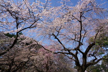 Obraz na płótnie Canvas 春の色々な桜がある風景
