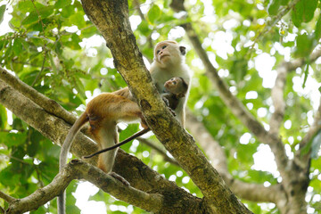 mother monkey holding. baby monkey on a tree