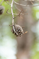 close up of a pine cone