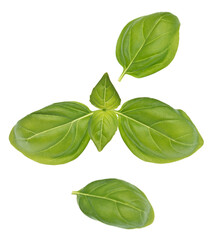 Basil on white