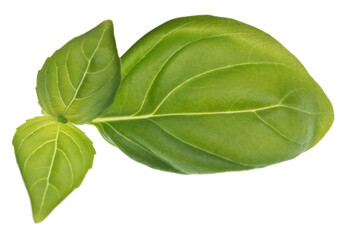 Basil on white