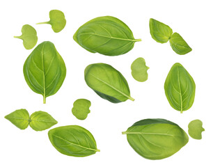 Basil leaves