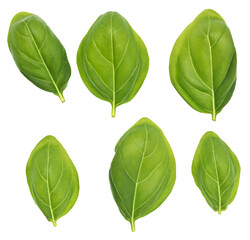 Fototapeta premium Basil leaves
