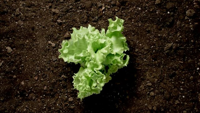 TIME-LAPSE: Lettuce bush quickly grows out of the ground.Top View