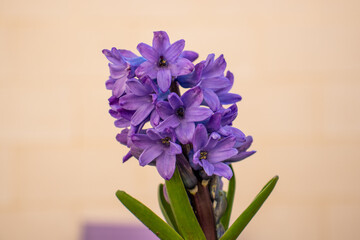 Cluster of intense lilac hyacinth flowers. Hyacinthus orientalis in flower with green leaves at its base on a beige background. Purple colored Dutch hyacinth sometimes called Blue Trophy.