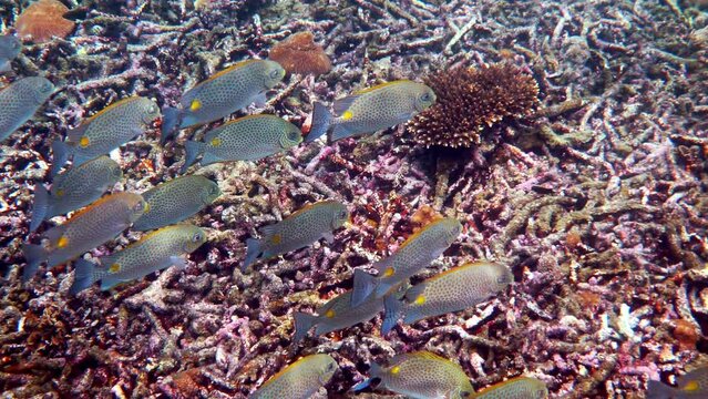 Underwater video of golden rabbitfish or Siganus guttatus school in coral reef of Thailand. Snorkeling or dive activities. Underwater reef. Sea and ocean wildlife. Undersea nature