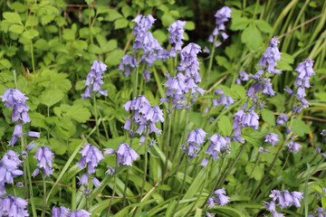 Many beautiful Bluebell flowers in the garden. Hyacinthoides non-scripta plants in  bloom on a sunny day
