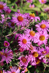 Close-up of pink Aster flowers in the garden. Aster Frikarti flowers in bloom on autumn