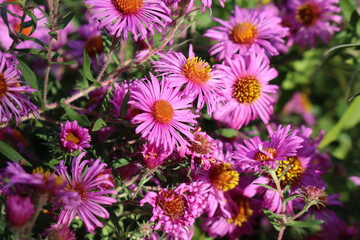 Close-up of pink Aster flowers in the garden. Aster Frikarti flowers in bloom on autumn