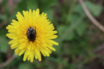 Oxythyrea funesta insect on a yellow dandelion  flower. Black and white Chafer beetle in the  garden 