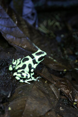 Rana tropical en libertad en entorno natural selvático.