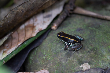 Rana tropical en libertad en entorno natural selvático.