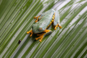 Rana tropical en libertad en entorno natural selvático.