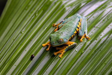 Rana tropical en libertad en entorno natural selvático.
