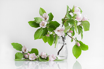 romantic bouquet of blossoming apple tree branches on a white background