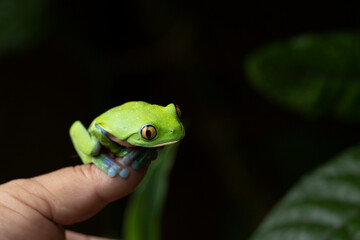Rana tropical en libertad en entorno natural selvático.